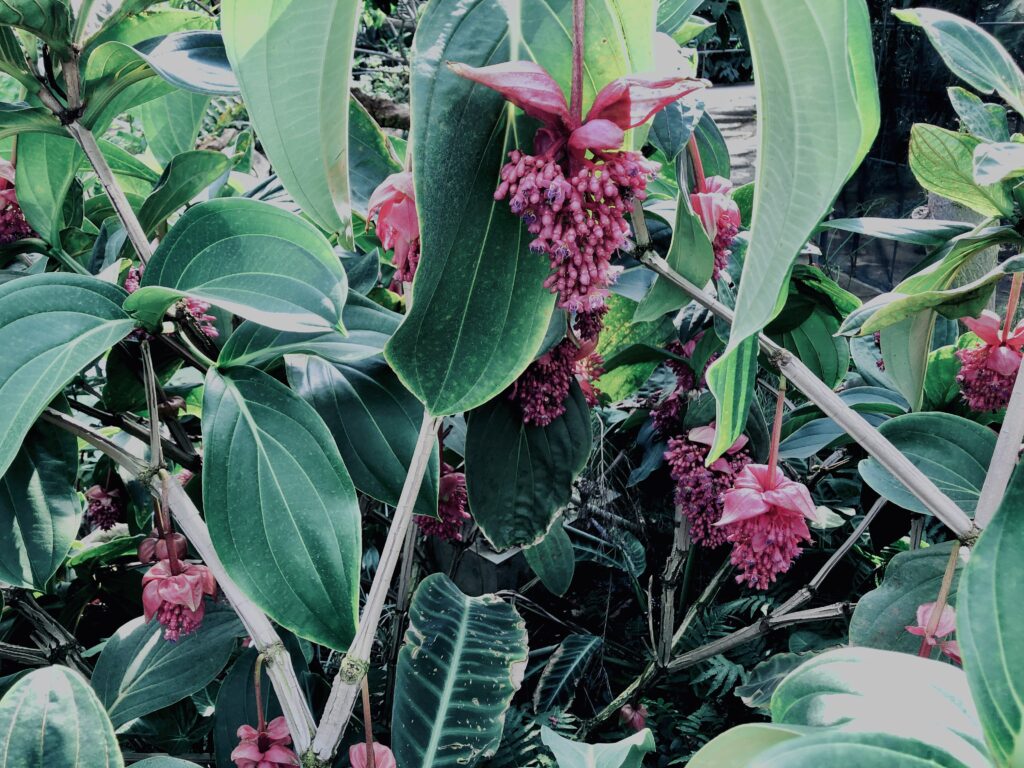 メディニラ・マグニフィカ,草,神代,水生植物,植物,自然,公園,深大寺,緑,
