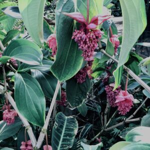 メディニラ・マグニフィカ,草,神代,水生植物,植物,自然,公園,深大寺,緑,