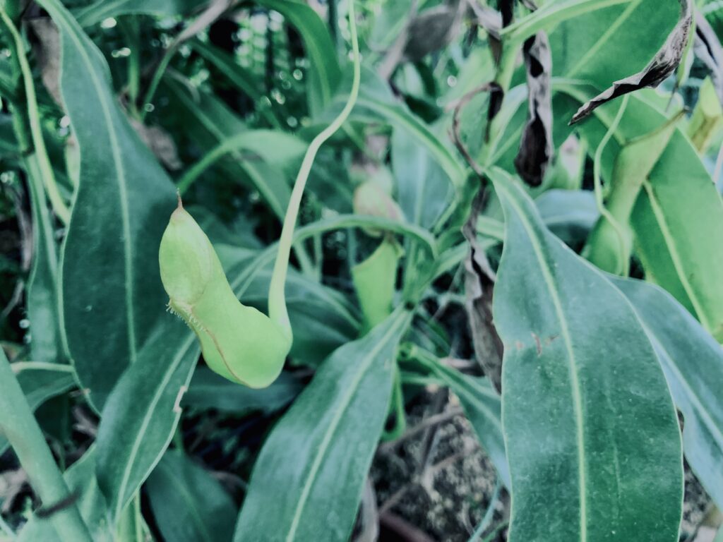 食虫植物,草,神代,水生植物,植物,自然,公園,深大寺,緑,