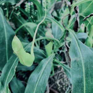 食虫植物,草,神代,水生植物,植物,自然,公園,深大寺,緑,