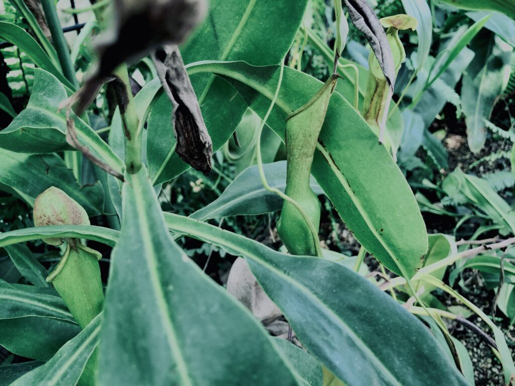食虫植物,草,神代,水生植物,植物,自然,公園,深大寺,緑,