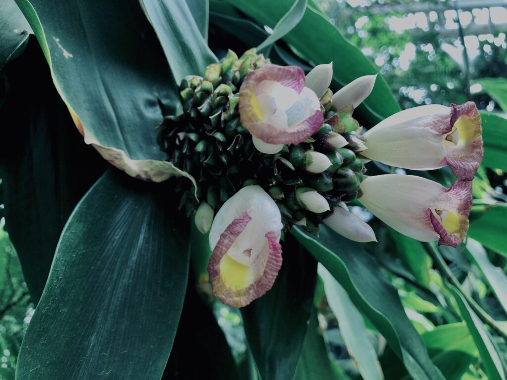 ゲットウ,草,神代,水生植物,植物,自然,公園,深大寺,緑,
