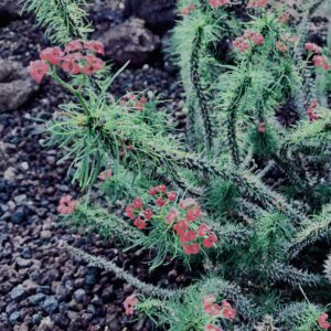 サボテン,多肉植物,草,神代,観葉植物,植物,自然,公園,緑,