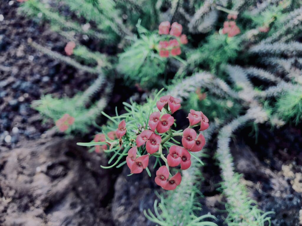 サボテン,多肉植物,草,神代,観葉植物,植物,自然,公園,緑,