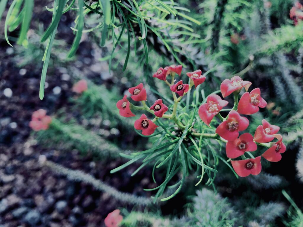 サボテン,多肉植物,草,神代,観葉植物,植物,自然,公園,緑,