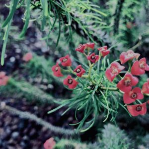 サボテン,多肉植物,草,神代,観葉植物,植物,自然,公園,緑,