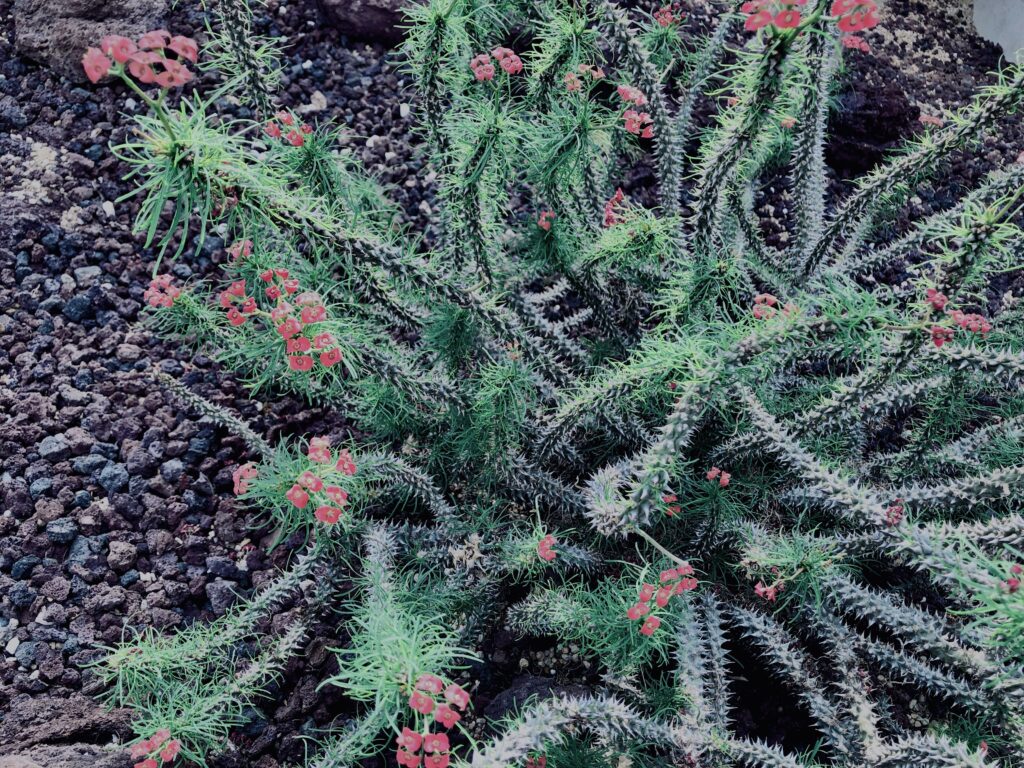 サボテン,多肉植物,草,神代,観葉植物,植物,自然,公園,緑,