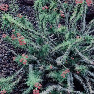 サボテン,多肉植物,草,神代,観葉植物,植物,自然,公園,緑,