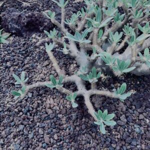 サボテン,多肉植物,草,神代,観葉植物,植物,自然,公園,緑,