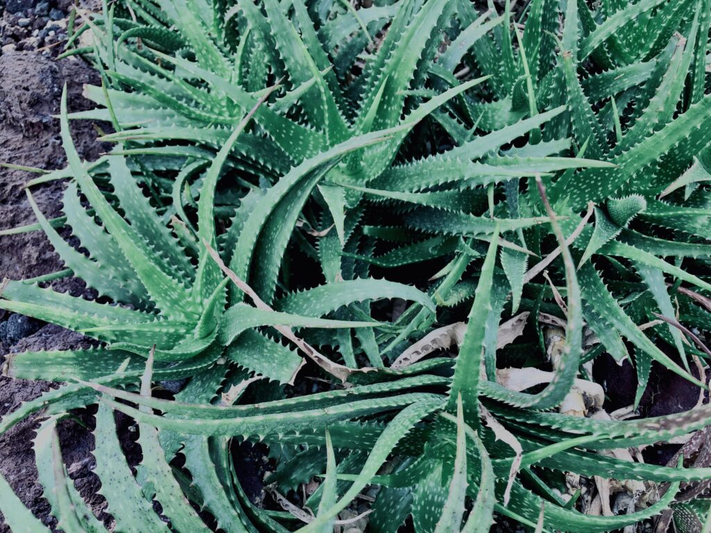 サボテン,多肉植物,草,神代,観葉植物,植物,自然,公園,緑,