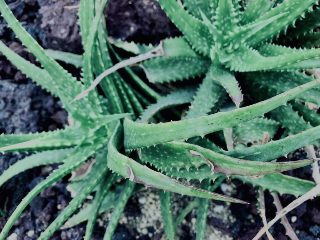 サボテン,多肉植物,草,神代,観葉植物,植物,自然,公園,緑,