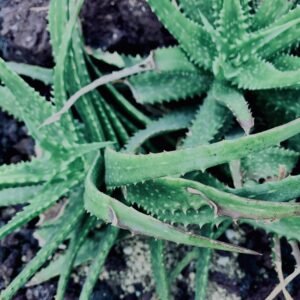 サボテン,多肉植物,草,神代,観葉植物,植物,自然,公園,緑,