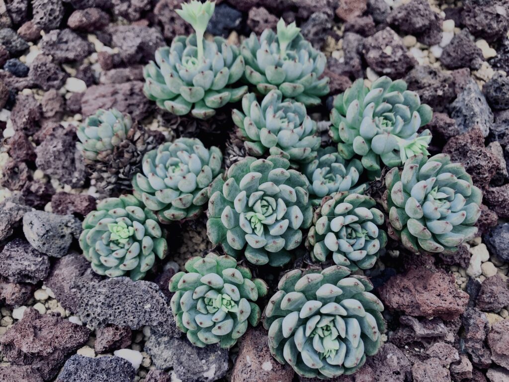 サボテン,多肉植物,草,神代,観葉植物,植物,自然,公園,緑,