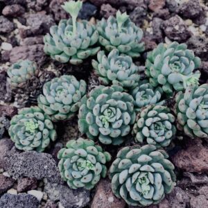 サボテン,多肉植物,草,神代,観葉植物,植物,自然,公園,緑,