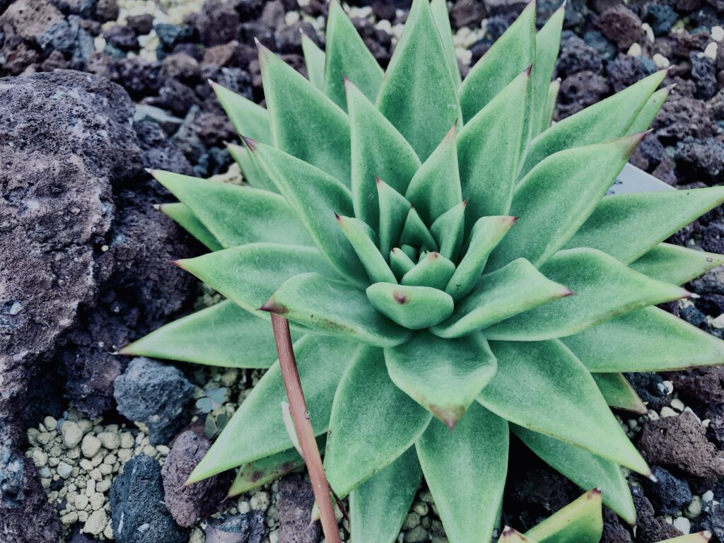 サボテン,多肉植物,草,神代,観葉植物,植物,自然,公園,緑,