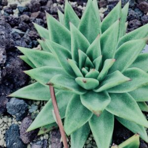 サボテン,多肉植物,草,神代,観葉植物,植物,自然,公園,緑,