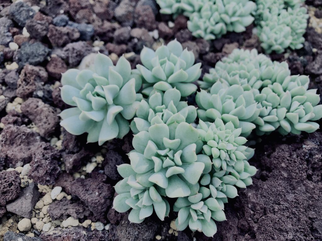 サボテン,多肉植物,草,神代,観葉植物,植物,自然,公園,緑,