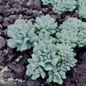 サボテン,多肉植物,草,神代,観葉植物,植物,自然,公園,緑,