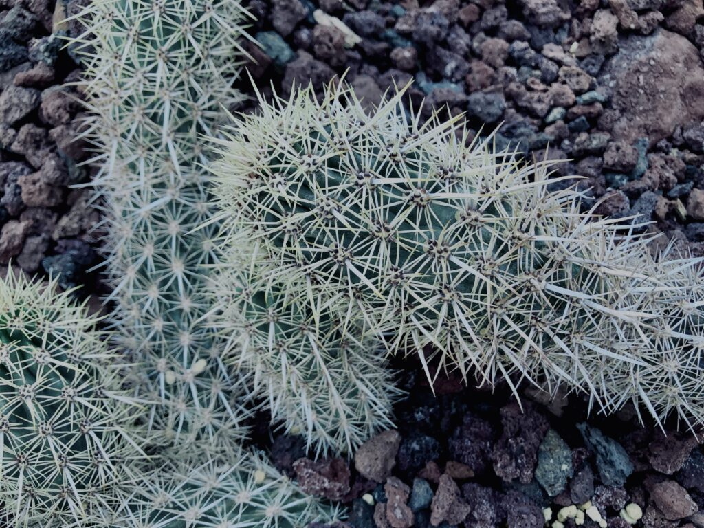 サボテン,多肉植物,草,神代,観葉植物,植物,自然,公園,緑,