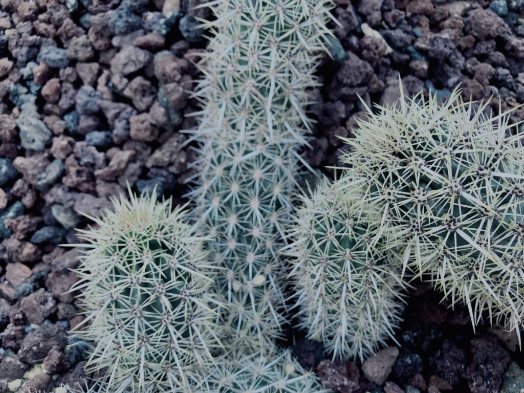サボテン,多肉植物,草,神代,観葉植物,植物,自然,公園,緑,