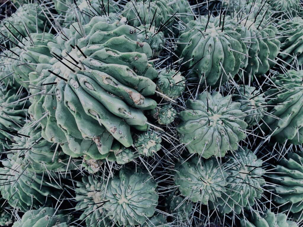 サボテン,多肉植物,草,神代,観葉植物,植物,自然,公園,緑,