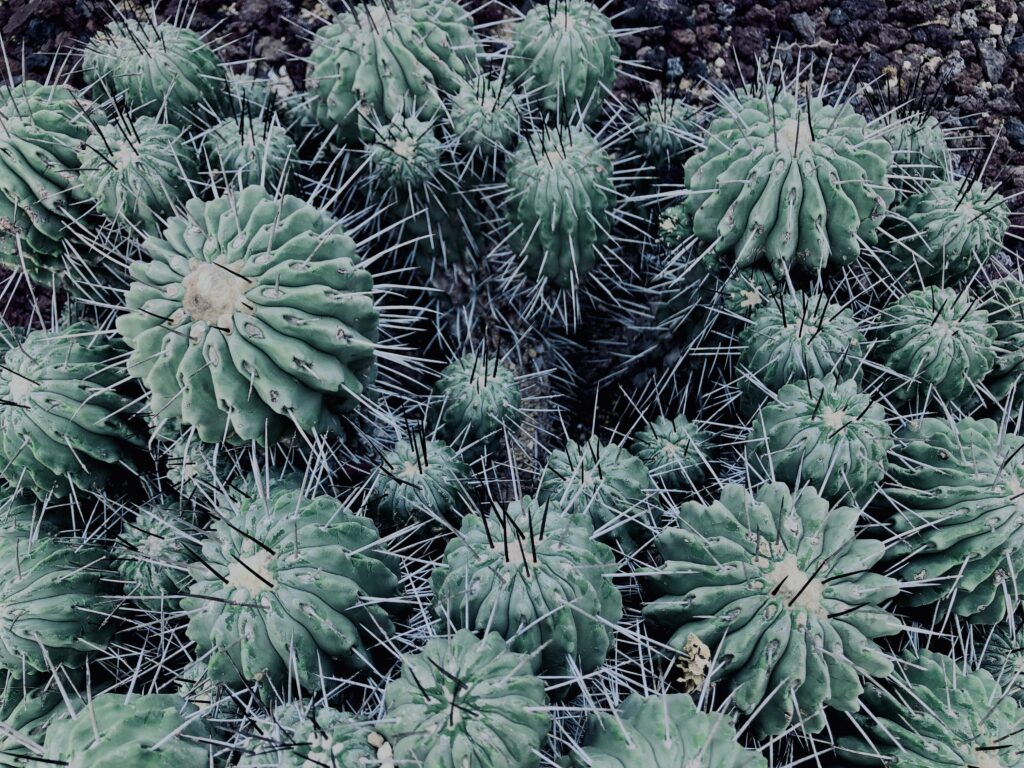 サボテン,多肉植物,草,神代,観葉植物,植物,自然,公園,緑,