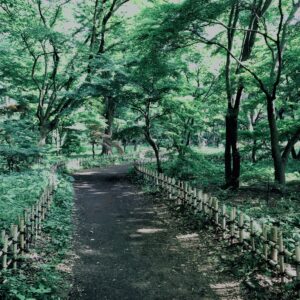 草,神代,観葉植物,植物,自然,公園,緑,