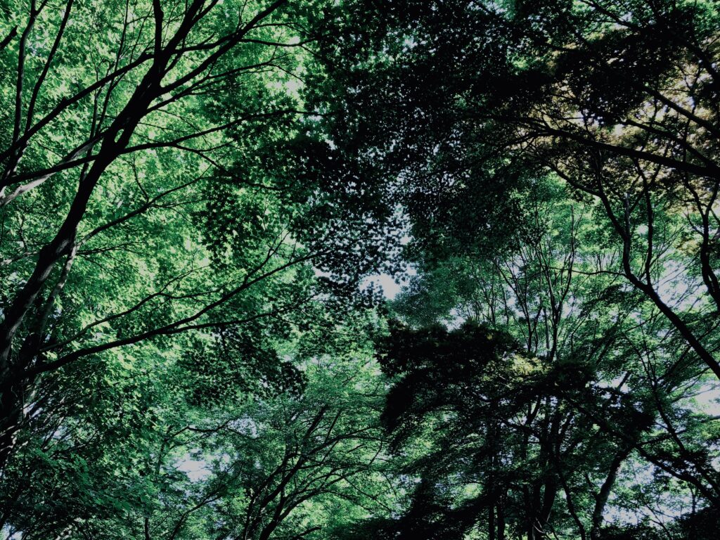 草,神代,観葉植物,植物,自然,公園,緑,