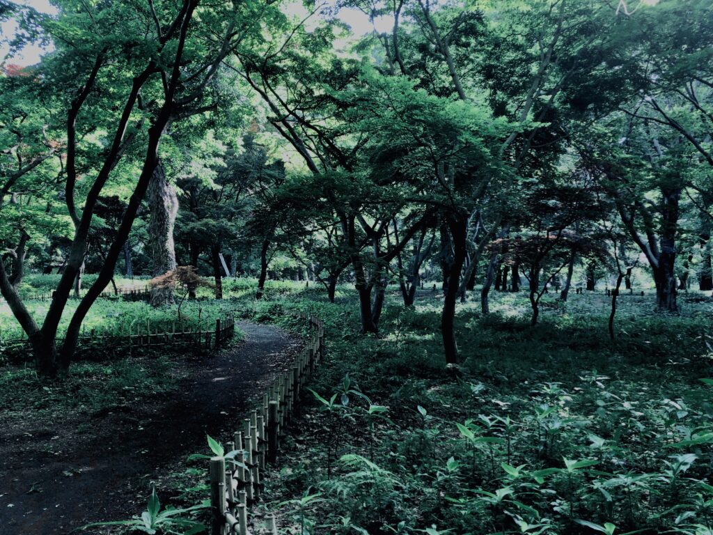 草,神代,観葉植物,植物,自然,公園,緑,
