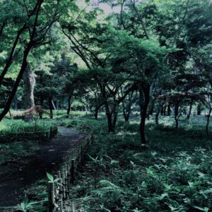 草,神代,観葉植物,植物,自然,公園,緑,