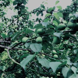 青梅,神代,梅,植物,自然,公園,緑,梅園,