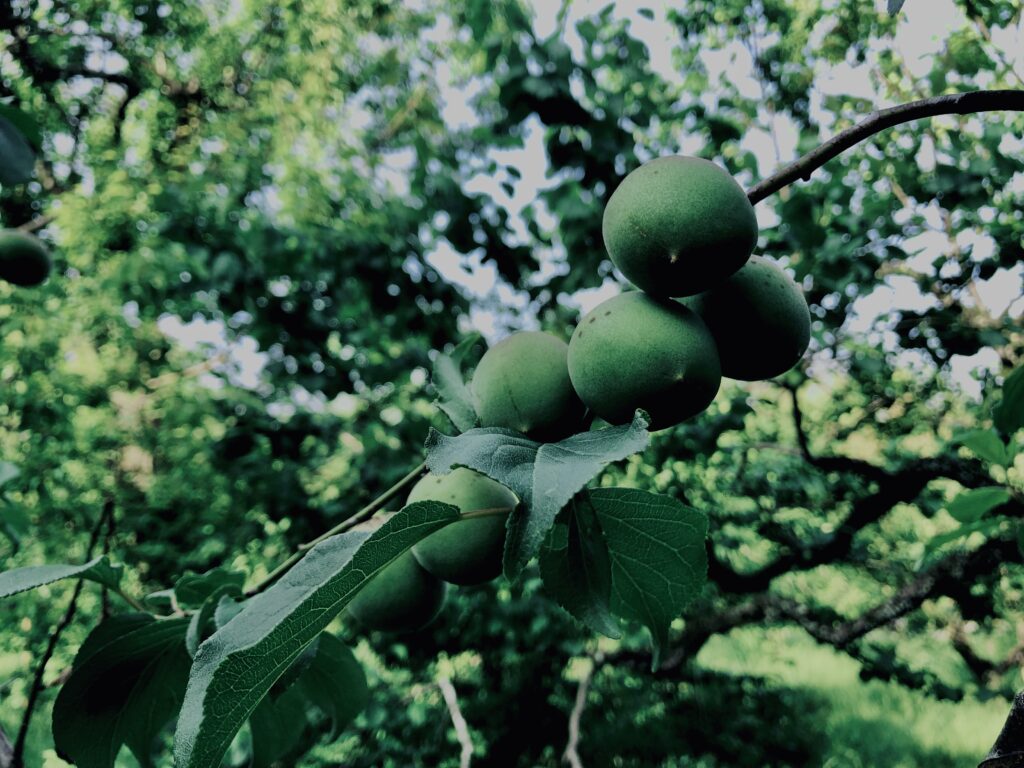 青梅,神代,梅,植物,自然,公園,緑,梅園,