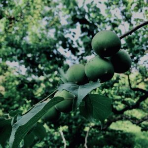 青梅,神代,梅,植物,自然,公園,緑,梅園,