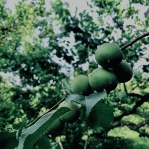 青梅,神代,梅,植物,自然,公園,緑,梅園,