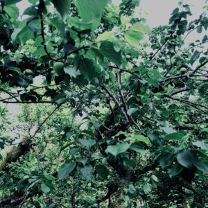 青梅,神代,梅,植物,自然,公園,緑,梅園,