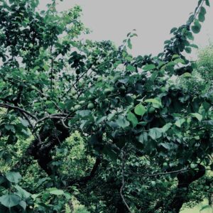 青梅,神代,梅,植物,自然,公園,緑,梅園,