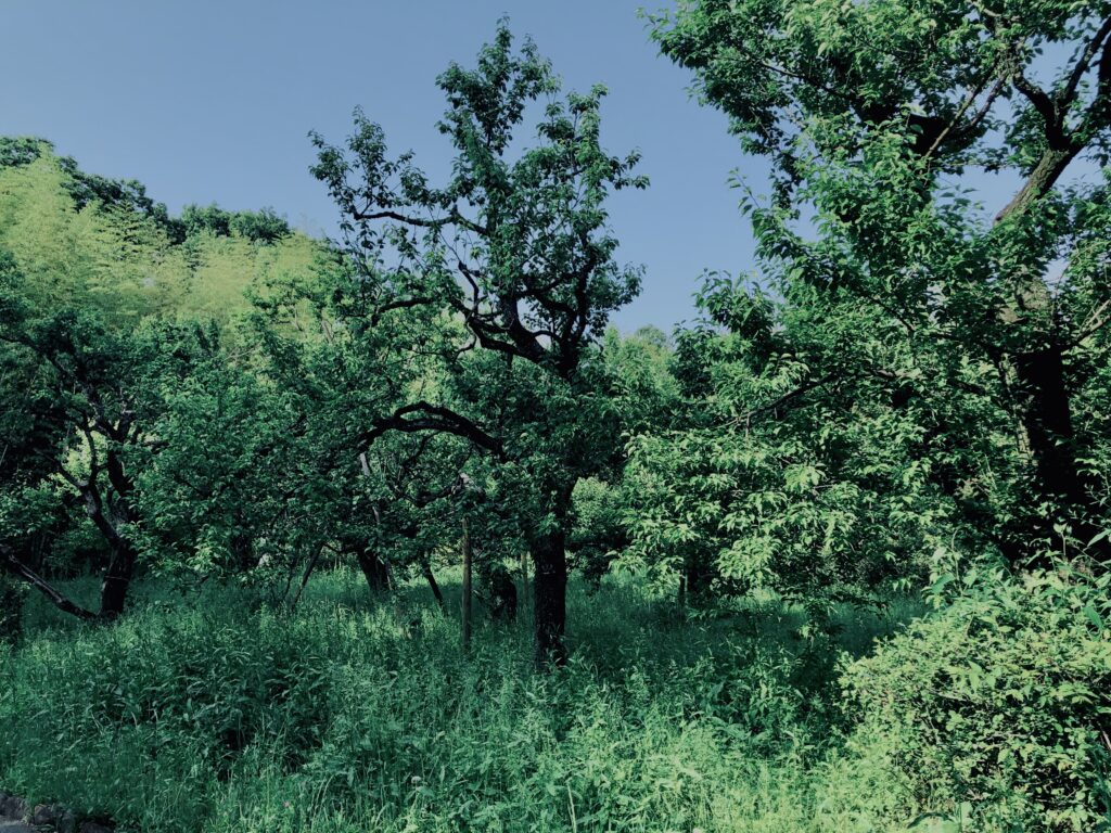 青梅,神代,梅,植物,自然,公園,緑,梅園,