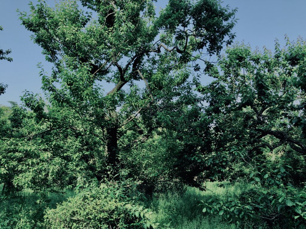 青梅,神代,梅,植物,自然,公園,緑,梅園,