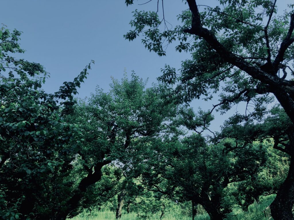 青梅,神代,梅,植物,自然,公園,緑,梅園,