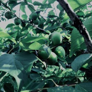 青梅,神代,梅,植物,自然,公園,緑,梅園,