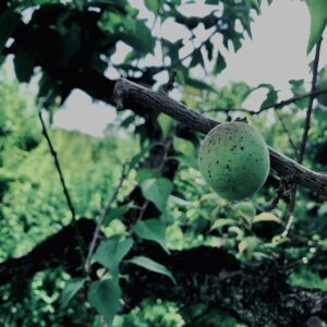 青梅,神代,梅,植物,自然,公園,緑,梅園,