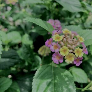 植物,花,花弁,花びら,花壇,花畑,庭園,多年草,