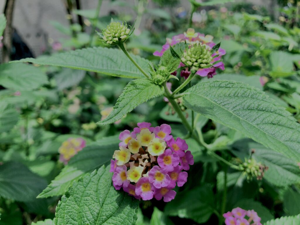 植物,花,花弁,花びら,花壇,花畑,庭園,多年草,
