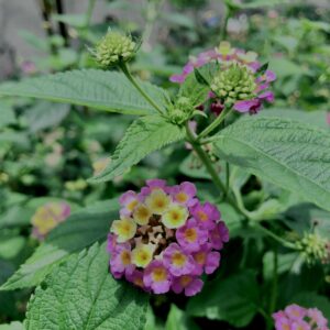 植物,花,花弁,花びら,花壇,花畑,庭園,多年草,