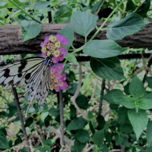 蝶,アゲハ蝶,虫,昆虫,羽,植物,花,