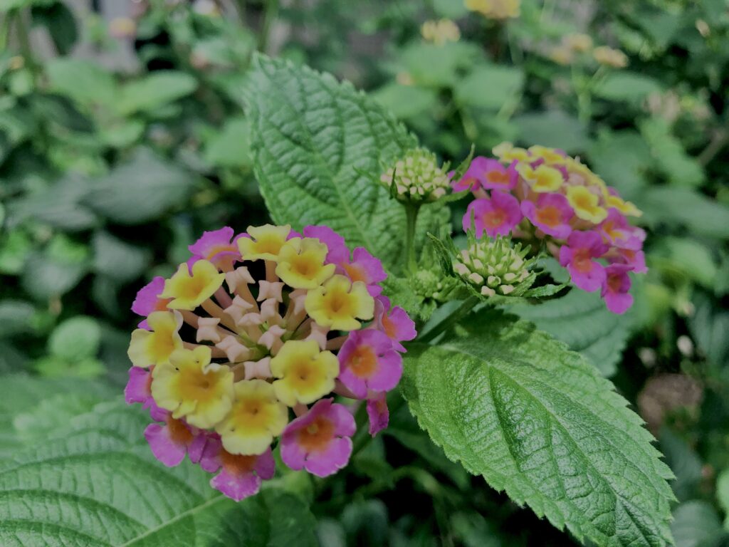 植物,花,花弁,花びら,花壇,花畑,庭園,多年草,