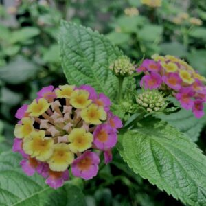 植物,花,花弁,花びら,花壇,花畑,庭園,多年草,