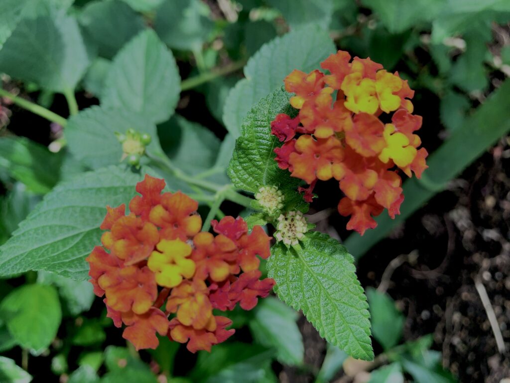 植物,花,花弁,花びら,花壇,花畑,庭園,多年草,
