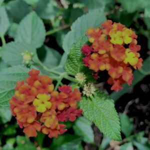 植物,花,花弁,花びら,花壇,花畑,庭園,多年草,