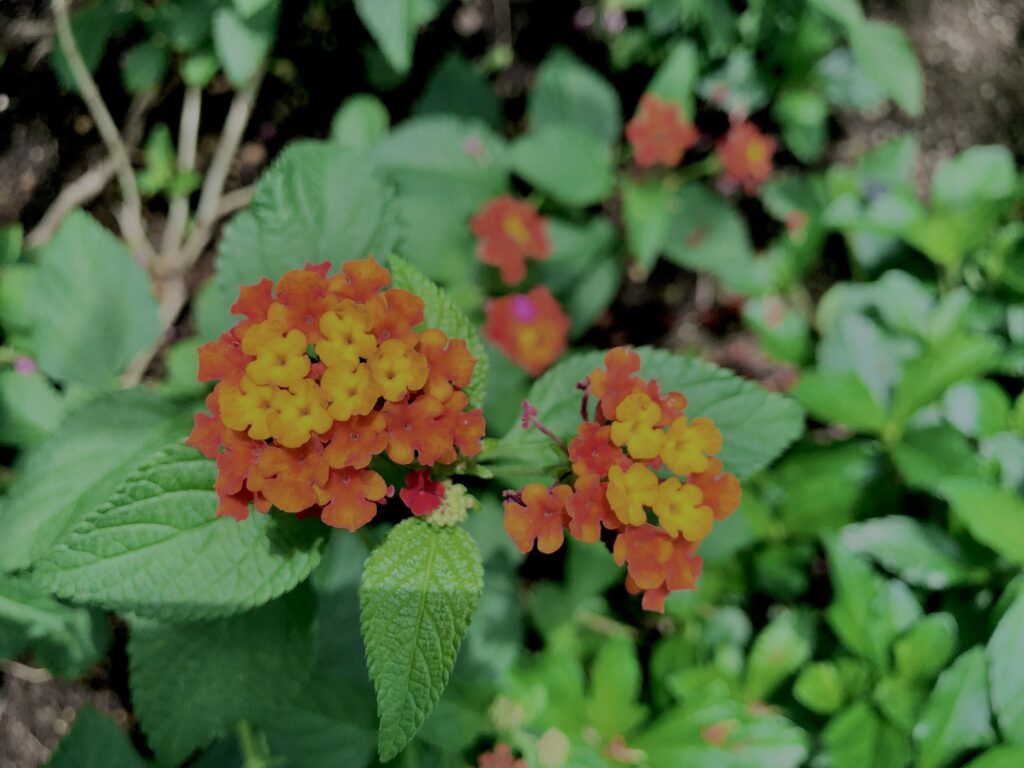 植物,花,花弁,花びら,花壇,花畑,庭園,多年草,